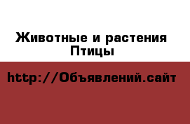 Животные и растения Птицы